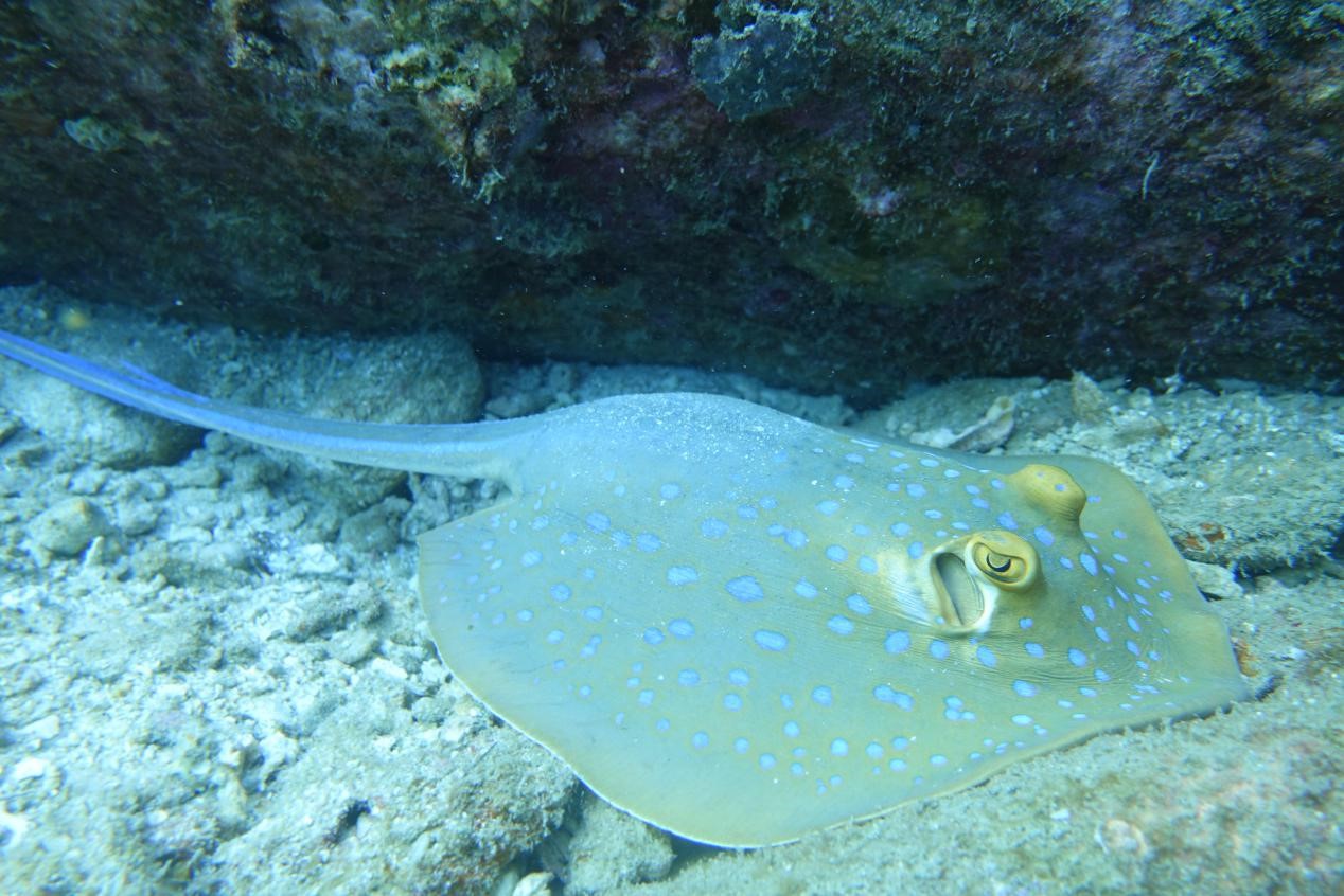 Isolation in Paradise - Philippines - underwater - stingray