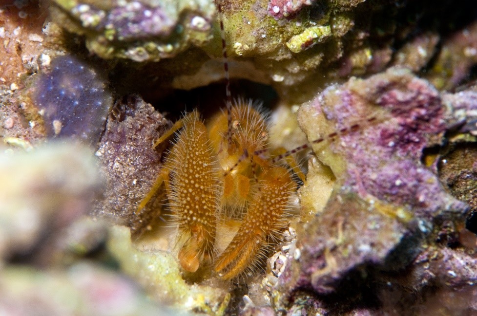 South Australia - Diving - Underwater - critter