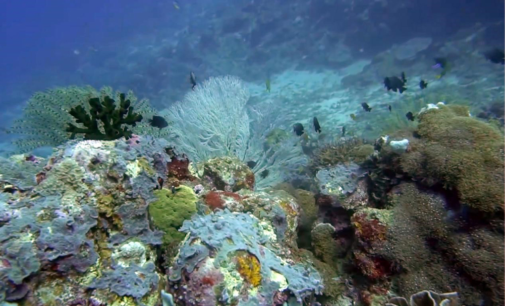 Isolation in Paradise - Philippines - underwater - coral reef