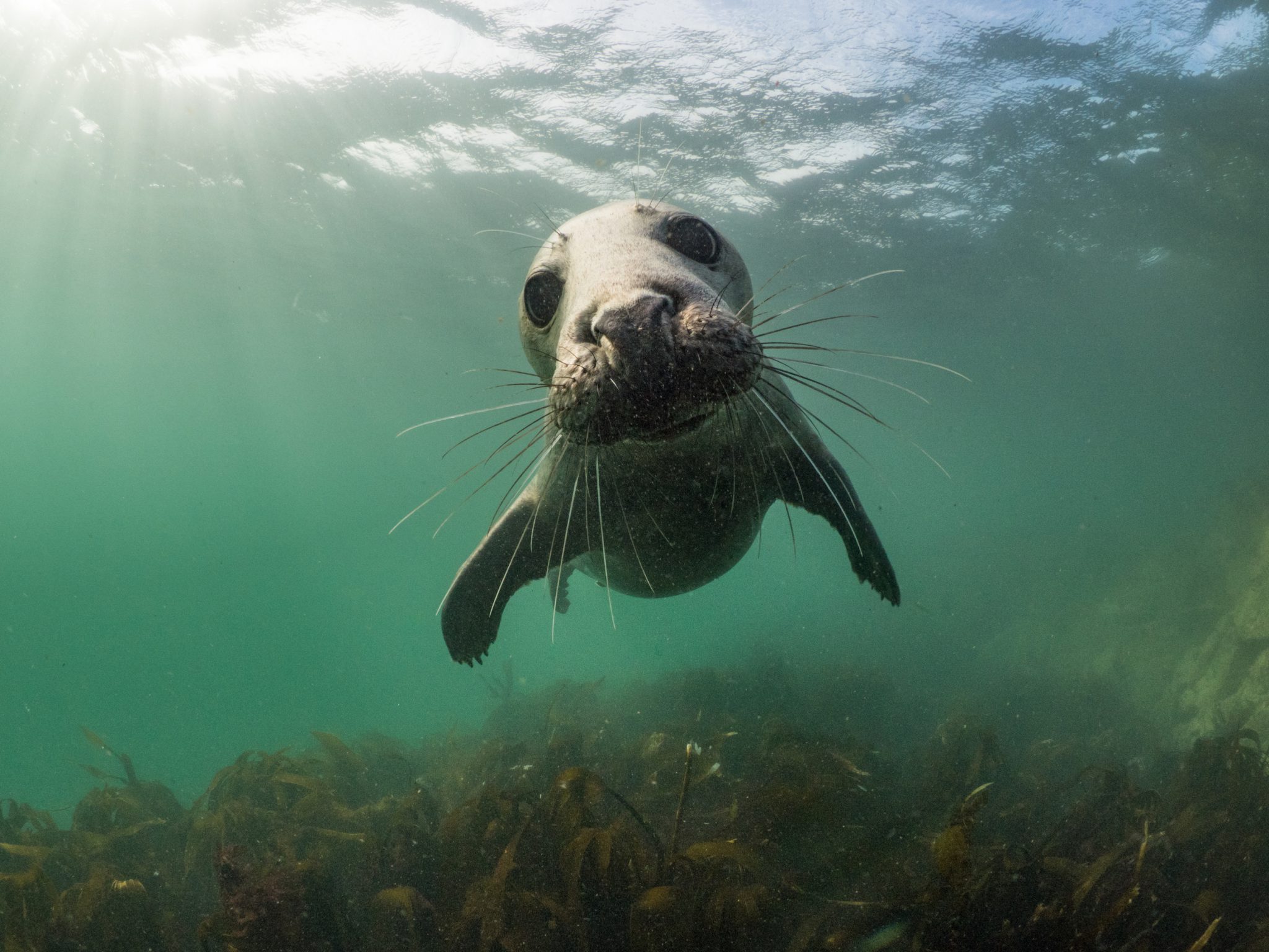 A cheeky grey seal looks at the camera during a dive in the Farne Islands, answering 'what is the most playful sea creature'