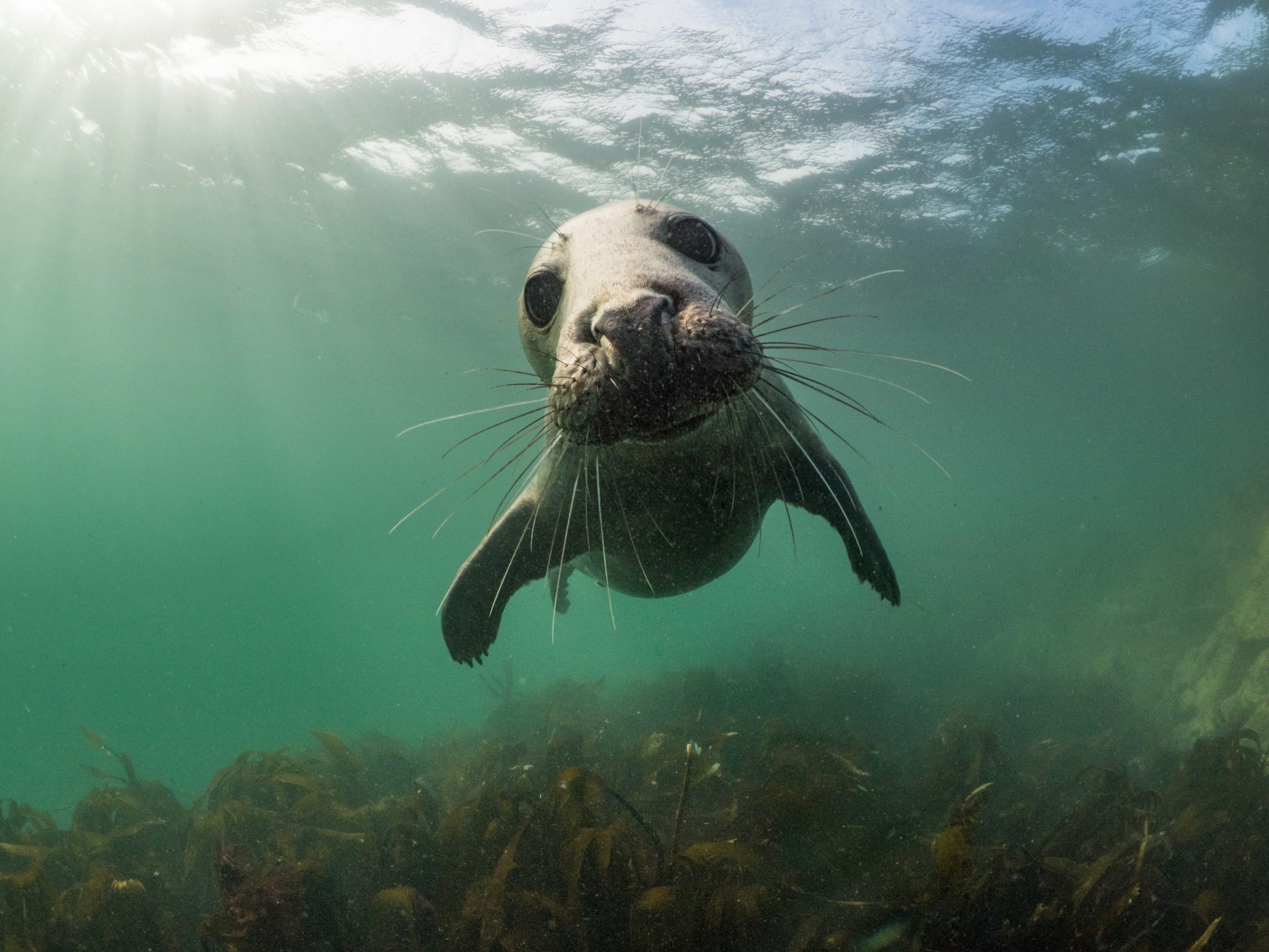 sea lion diving