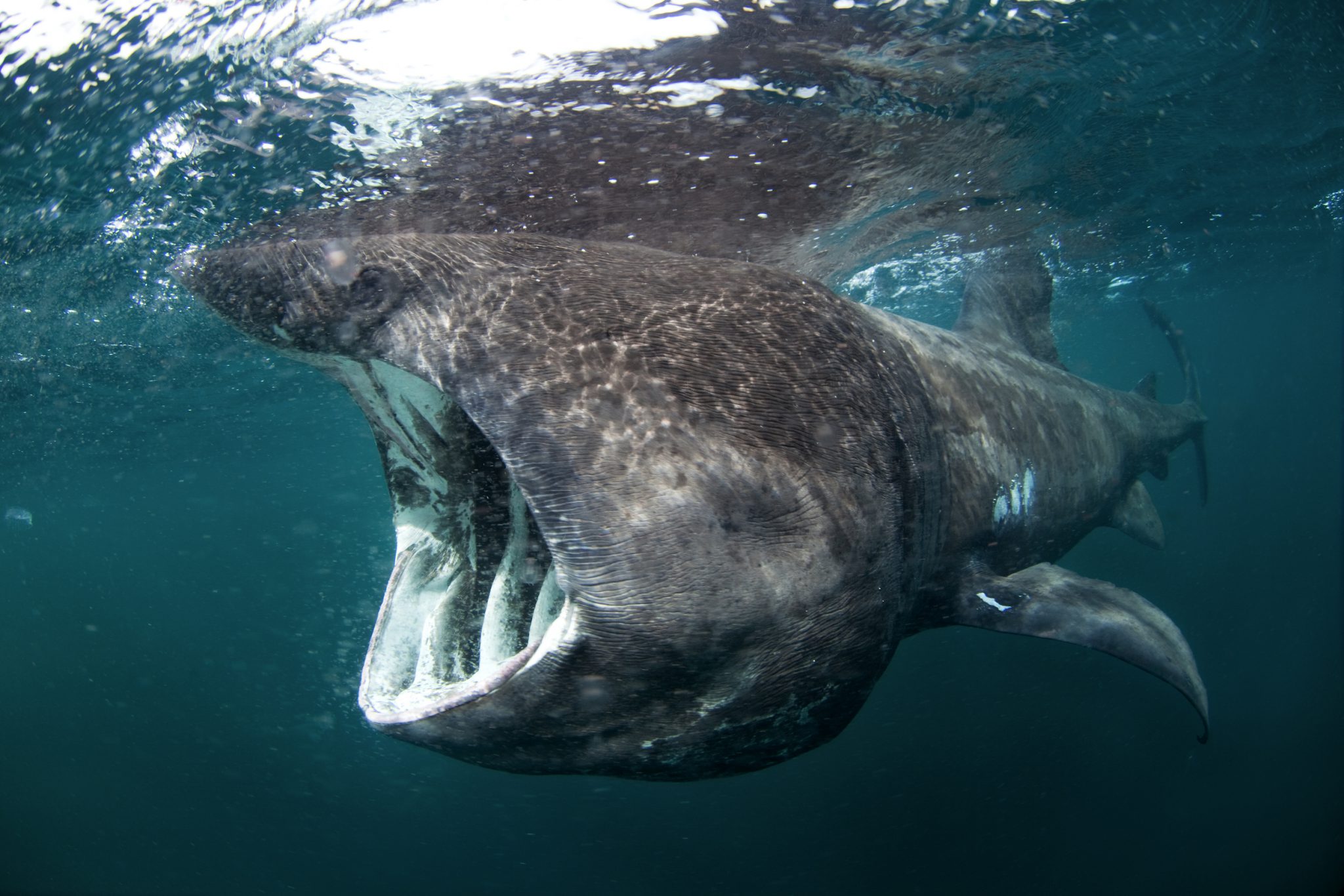 Cookie Cutter Shark Mouth