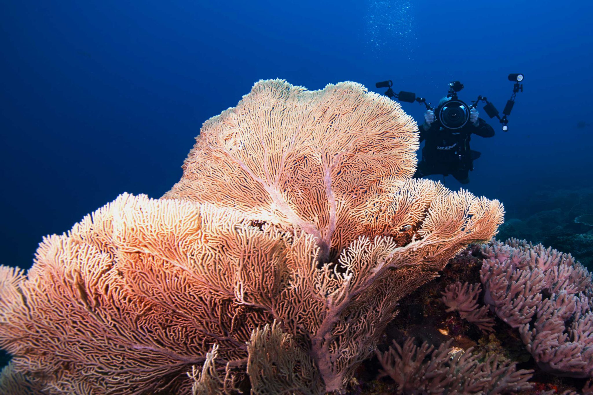 Tioman Island - Malaysia - Coral Reef - Underwater