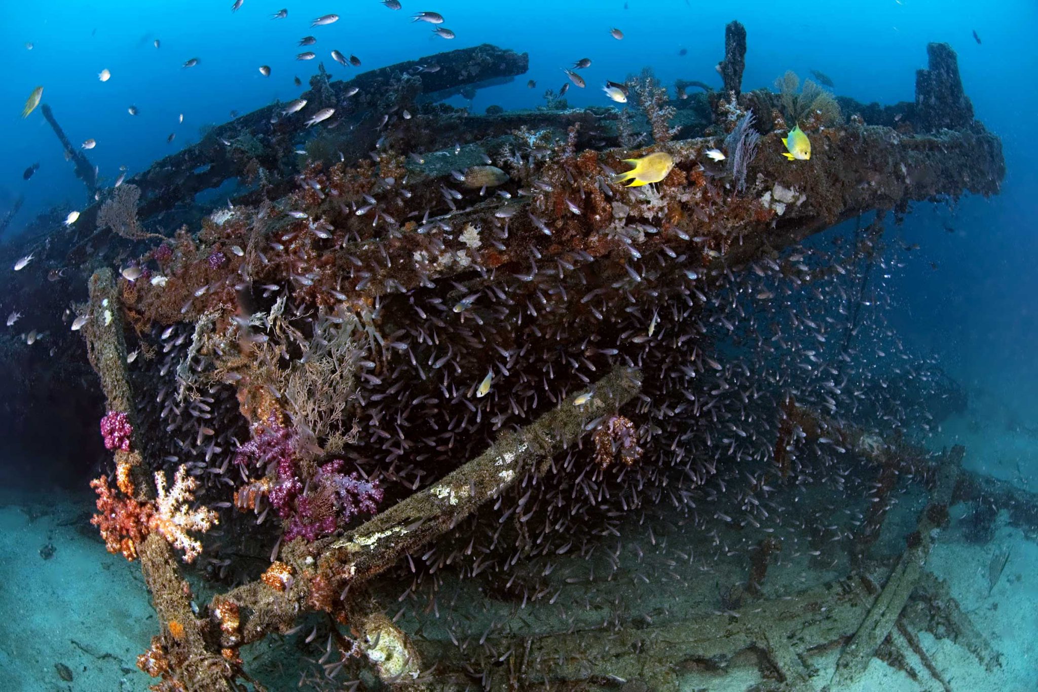 Tioman Island - Malaysia - Ship Wreck - Underwater