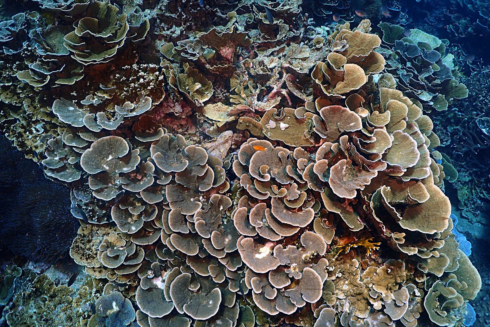 Tioman Island - Malaysia - Coral Reef - Underwater