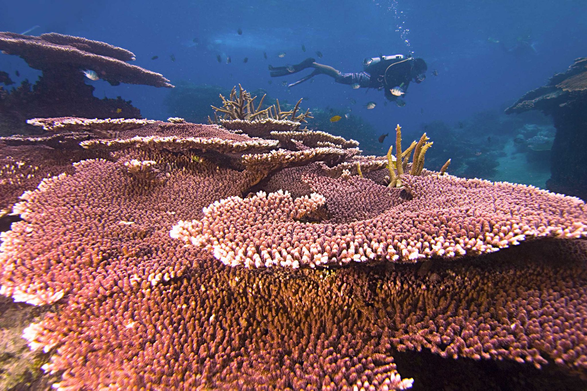 Tioman Island - Malaysia - Coral Reef - Underwater