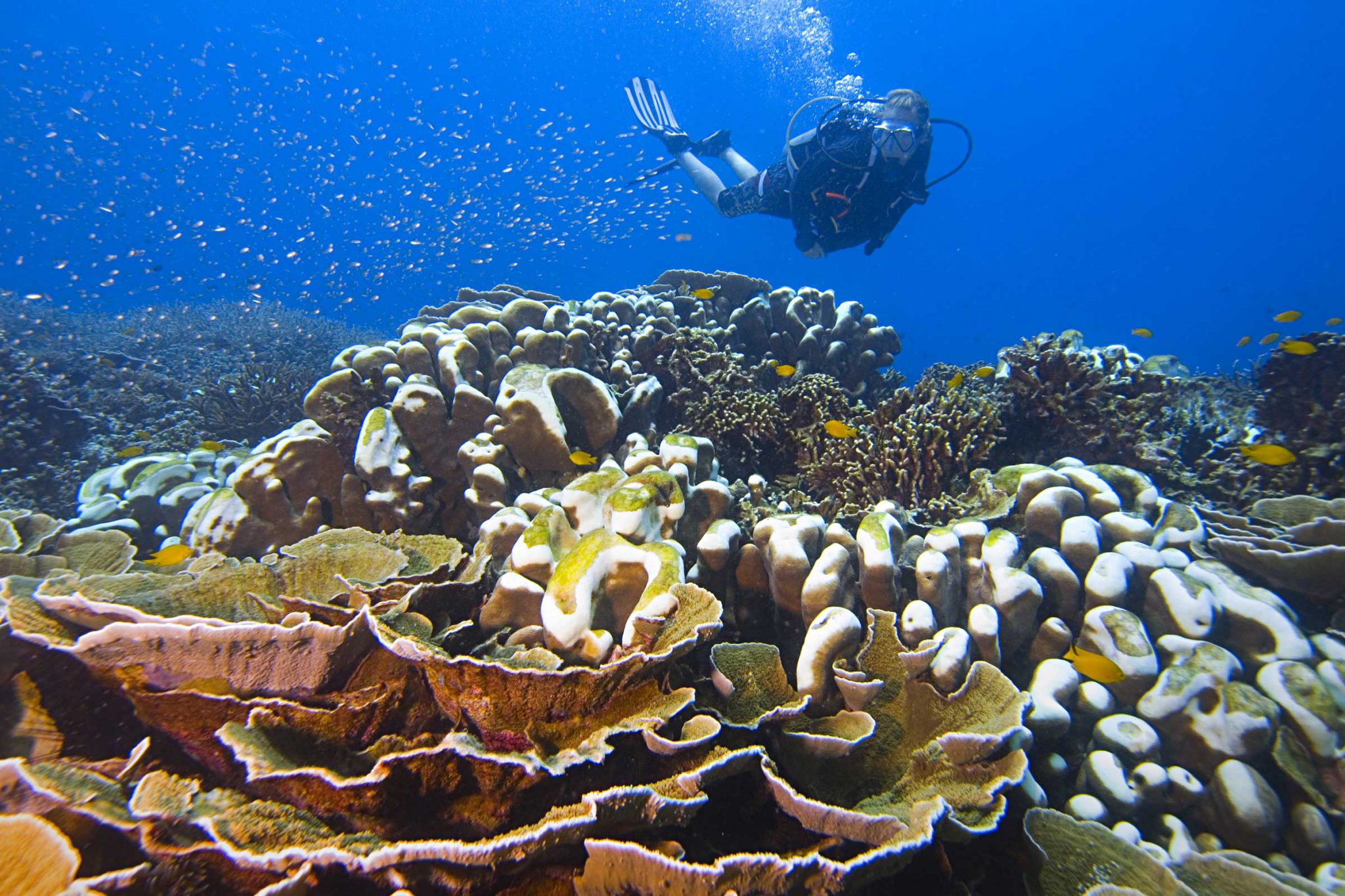 Tioman Island - Malaysia - Coral Reef - Underwater