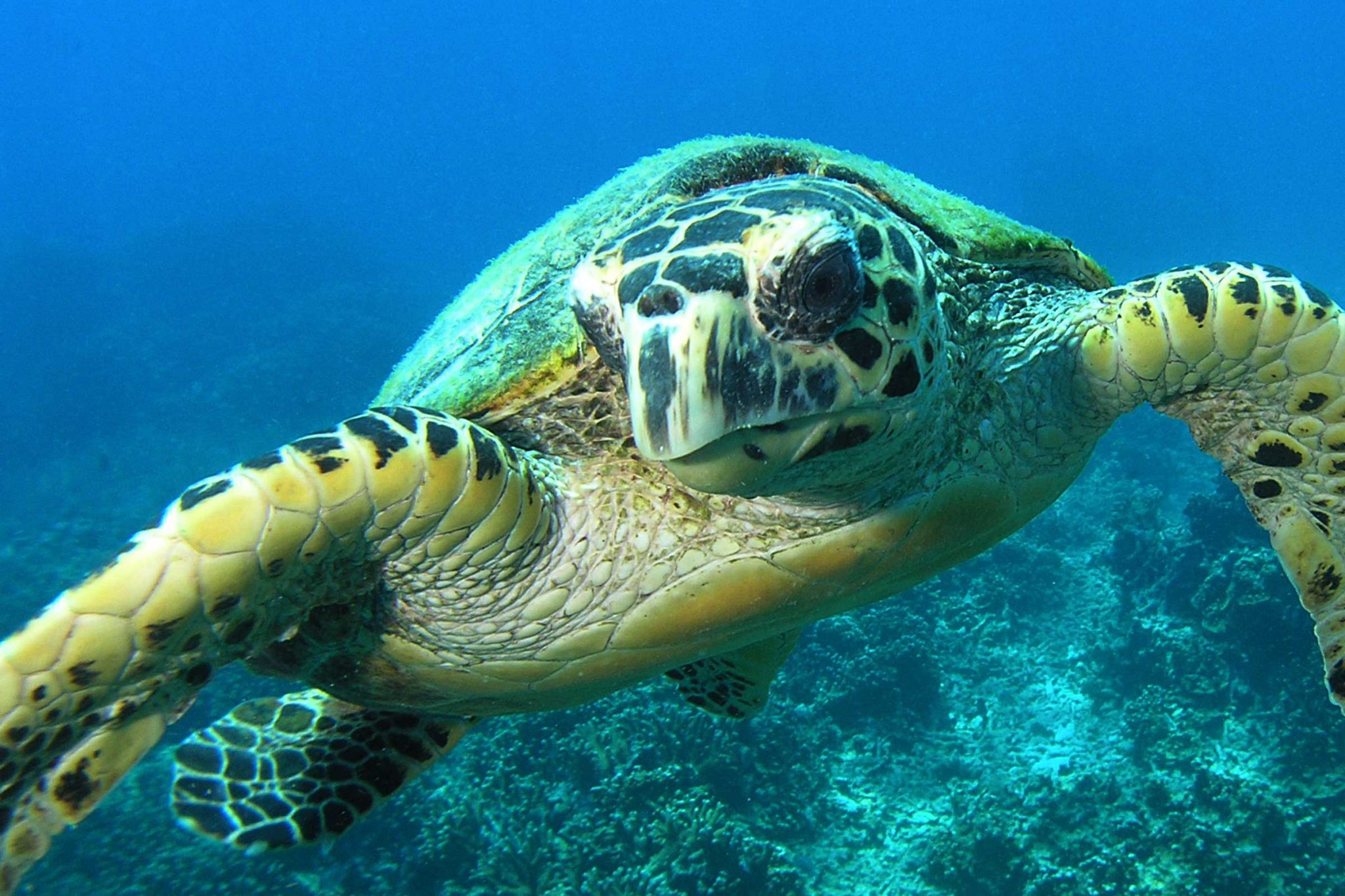 Tioman Island - Malaysia - Turtle - Underwater