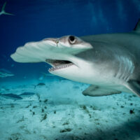 a hammerhead shark swims past an underwater photographer over a sandy bottom in shark-filled waters