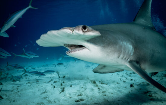 a hammerhead shark swims past an underwater photographer over a sandy bottom in shark-filled waters