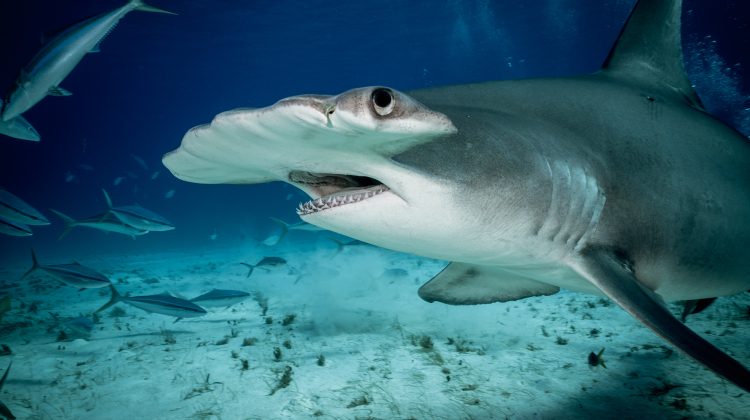 a hammerhead shark swims past an underwater photographer over a sandy bottom in shark-filled waters