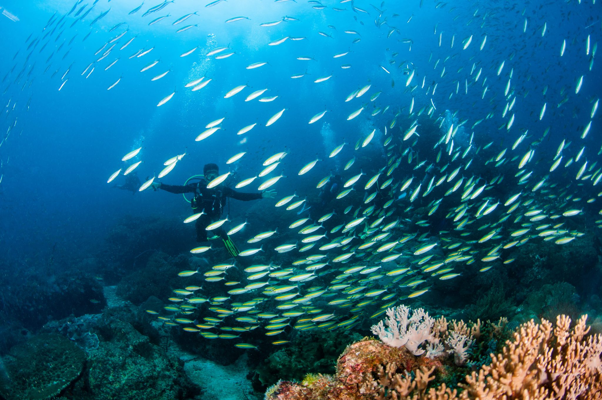 Malaysia - Tiny Tenggol Island - Coral