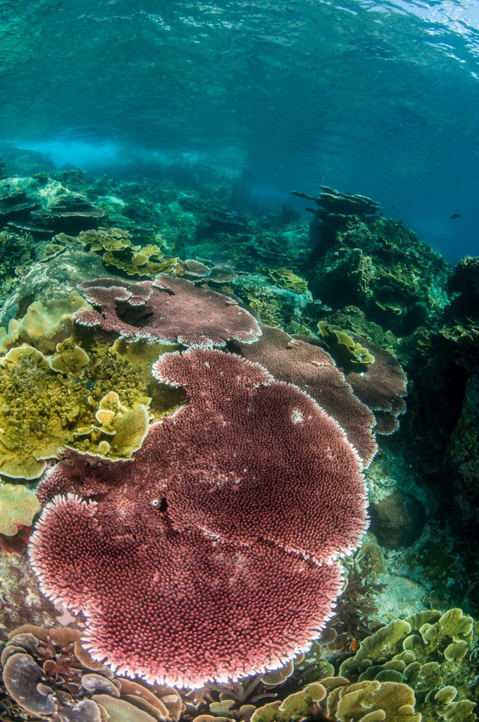 Malaysia - Tiny Tenggol Island - Coral