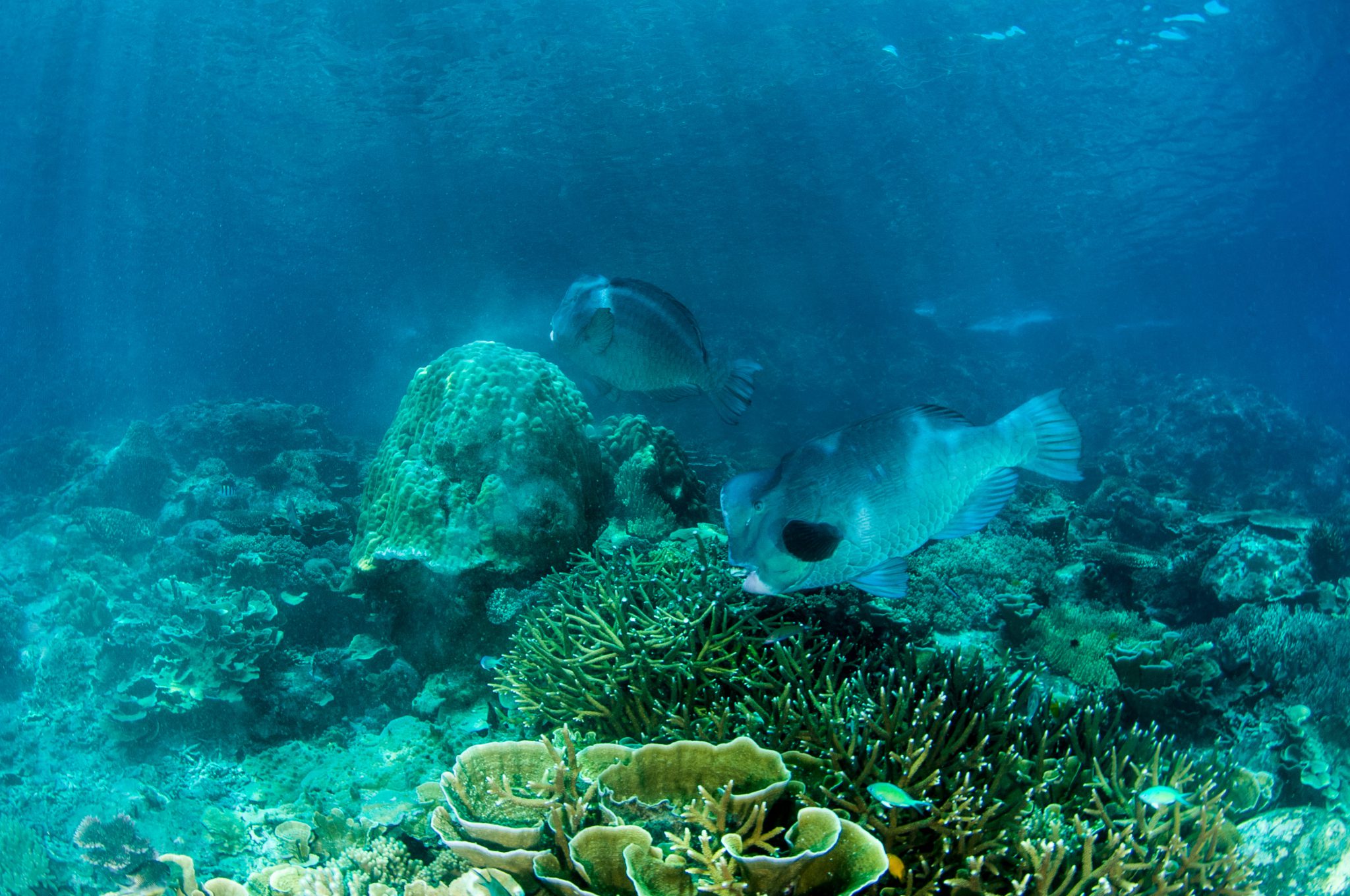 Malaysia - Tiny Tenggol Island - Coral