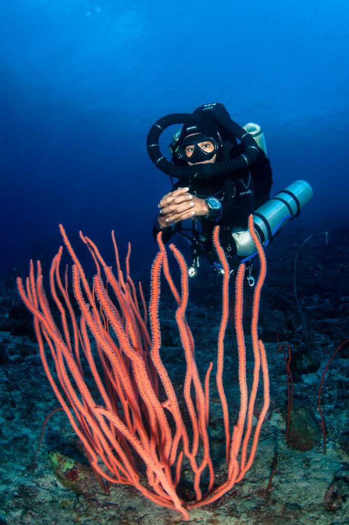 Malaysia - Tiny Tenggol Island - Coral