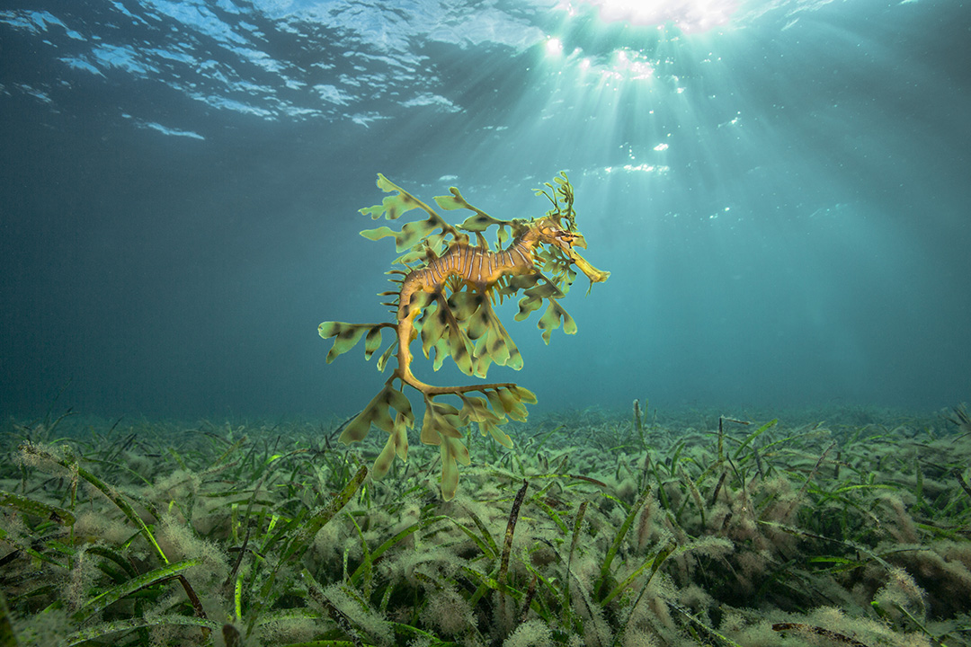 A leafy seadragon hovers above the seagrass in South Australia, one of the best destinations to dive for beginners