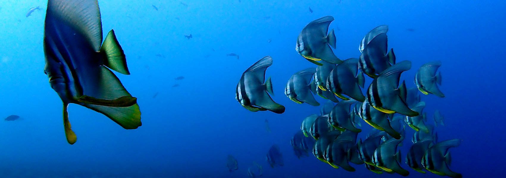 Izu Islands Scuba Diving: Volcanic Reefs & Big Fish Near Tokyo