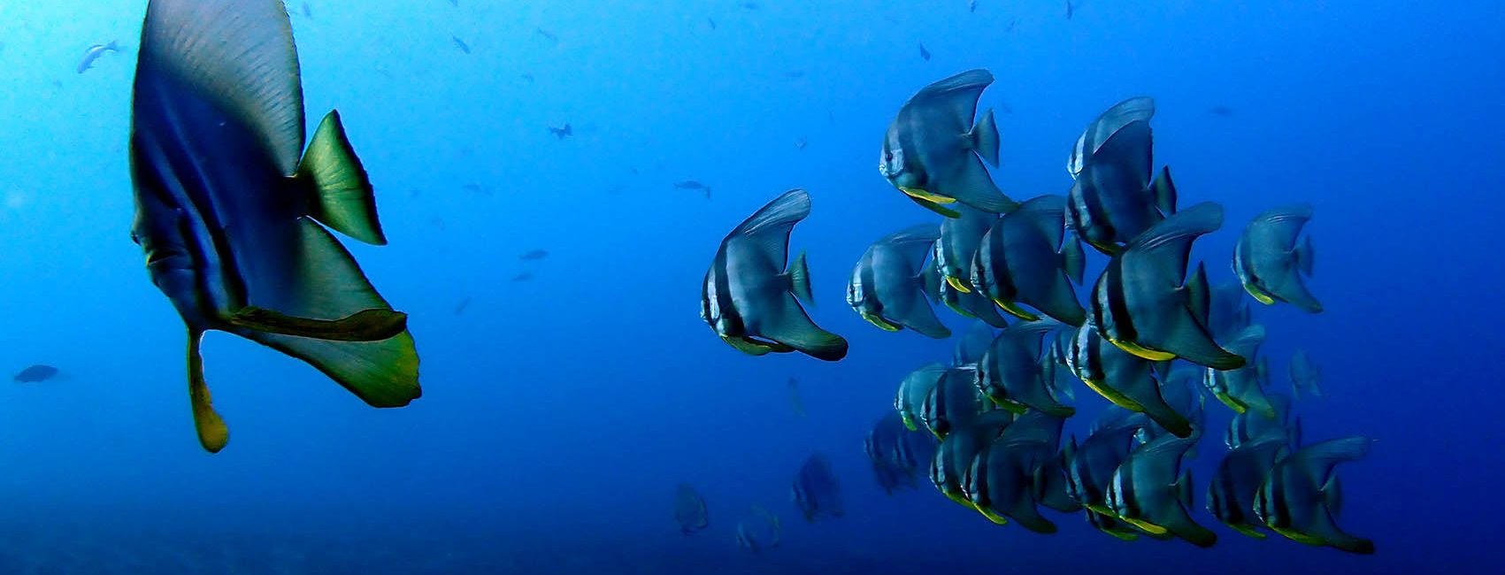 Izu Islands Scuba Diving: Volcanic Reefs & Big Fish Near Tokyo