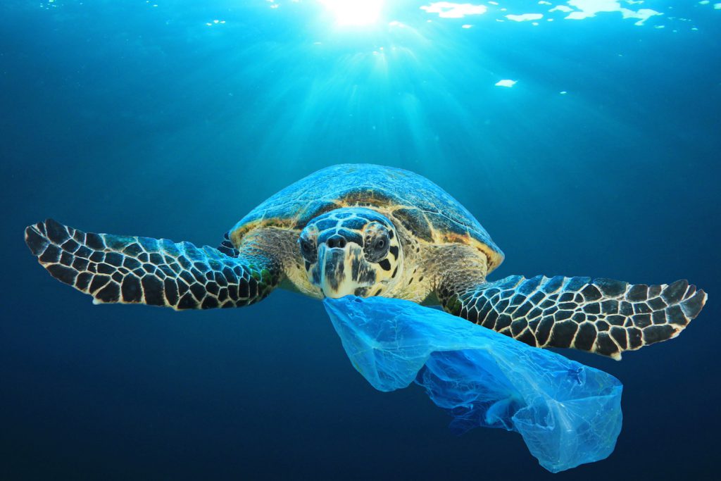 A sea turtle swims and eats a plastic bag it mistakes for a jellyfish