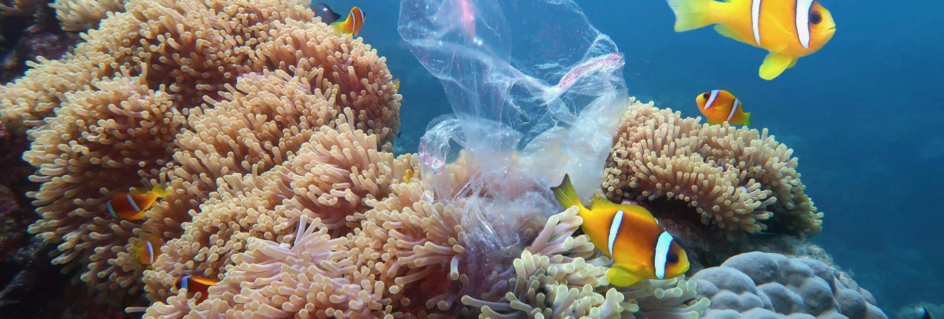 Oceans of Plastic? No Thanks.