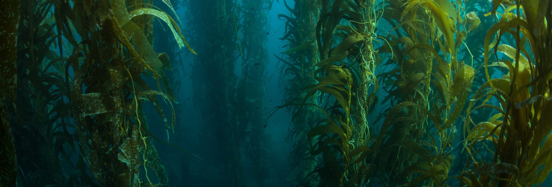 25 Ways To Save The Ocean By Reducing Your Carbon Footprint
