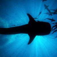 Malaysia - Whale Shark - Underwater