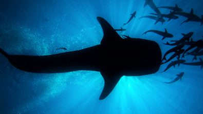 Malaysia - Whale Shark - Underwater