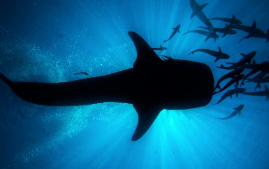 Malaysia - Whale Shark - Underwater