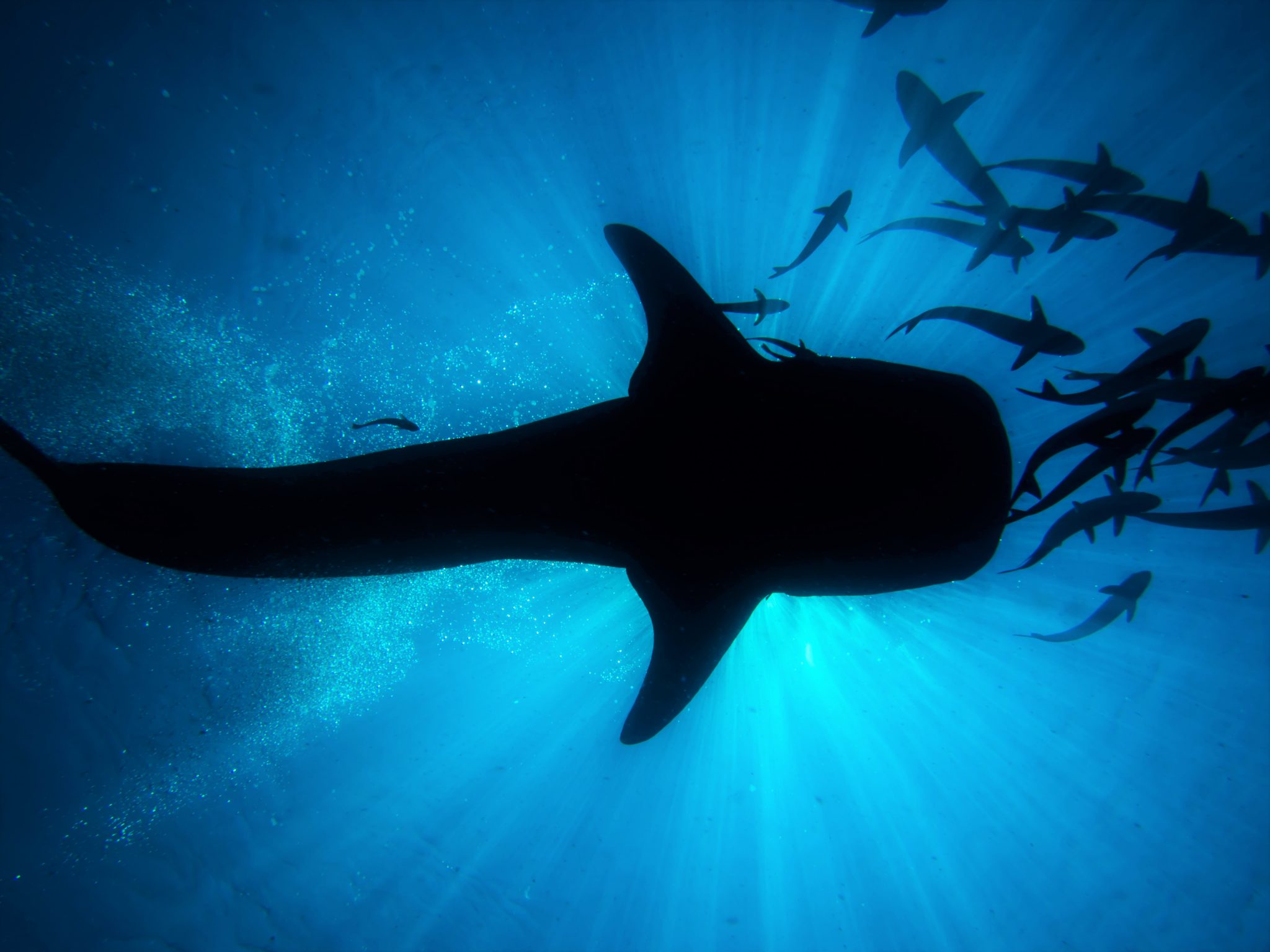 Malaysia - Whale Shark - Underwater