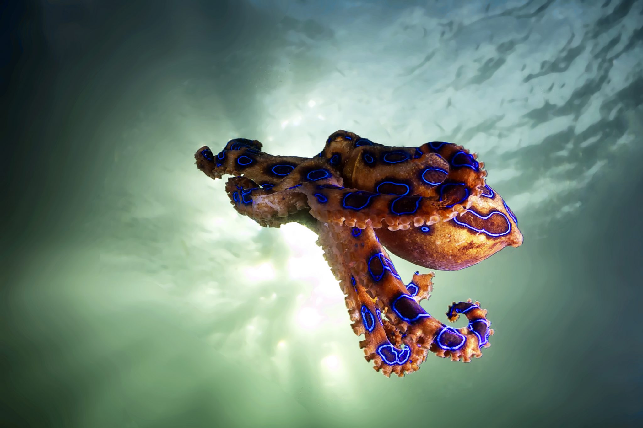 Blue-Ringed-Octopus-Malaysia
