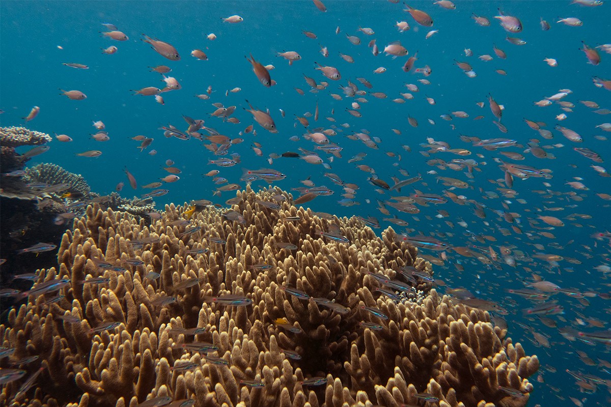 Indonesia - Underwater - Reef - Fish