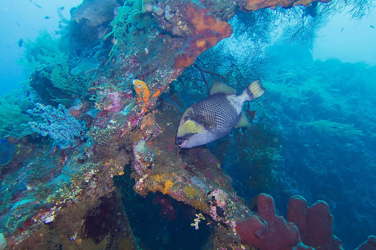 Liberty Wreck - Tulamben - Indonesia - Underwater - Wreck