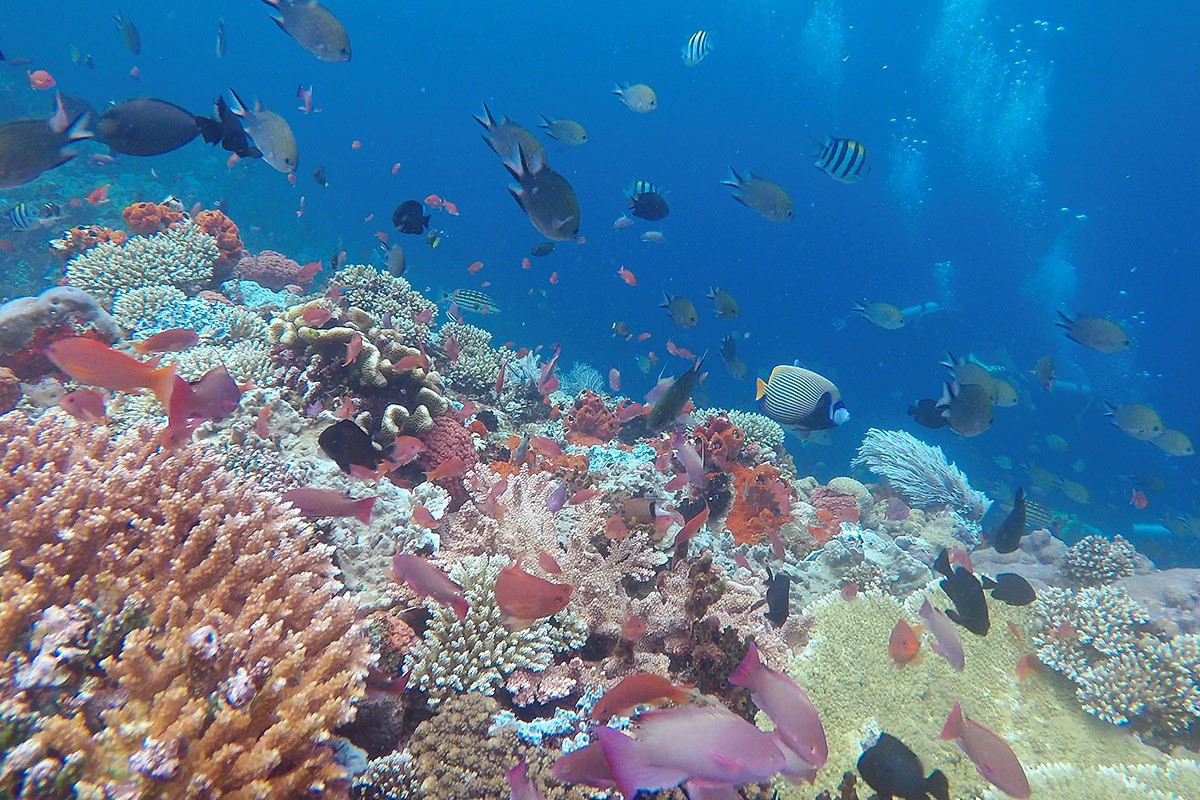 Indonesia - Underwater - Reef - Fish