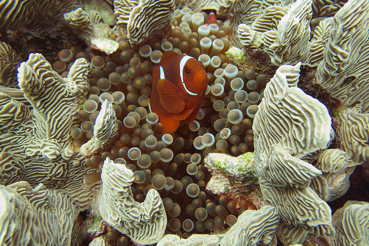 Coral Garden - Indonesia - Underwater - Clownfish
