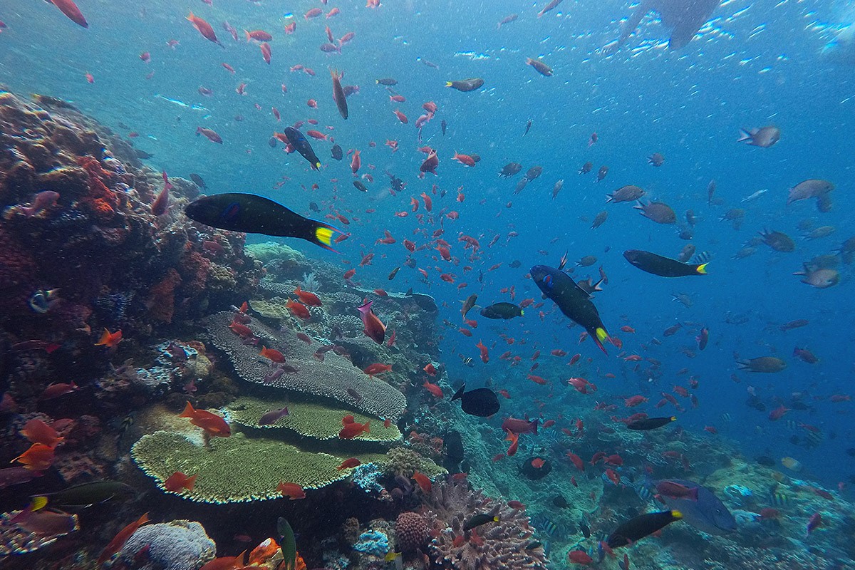 Indonesia - Underwater - Reef - Fish