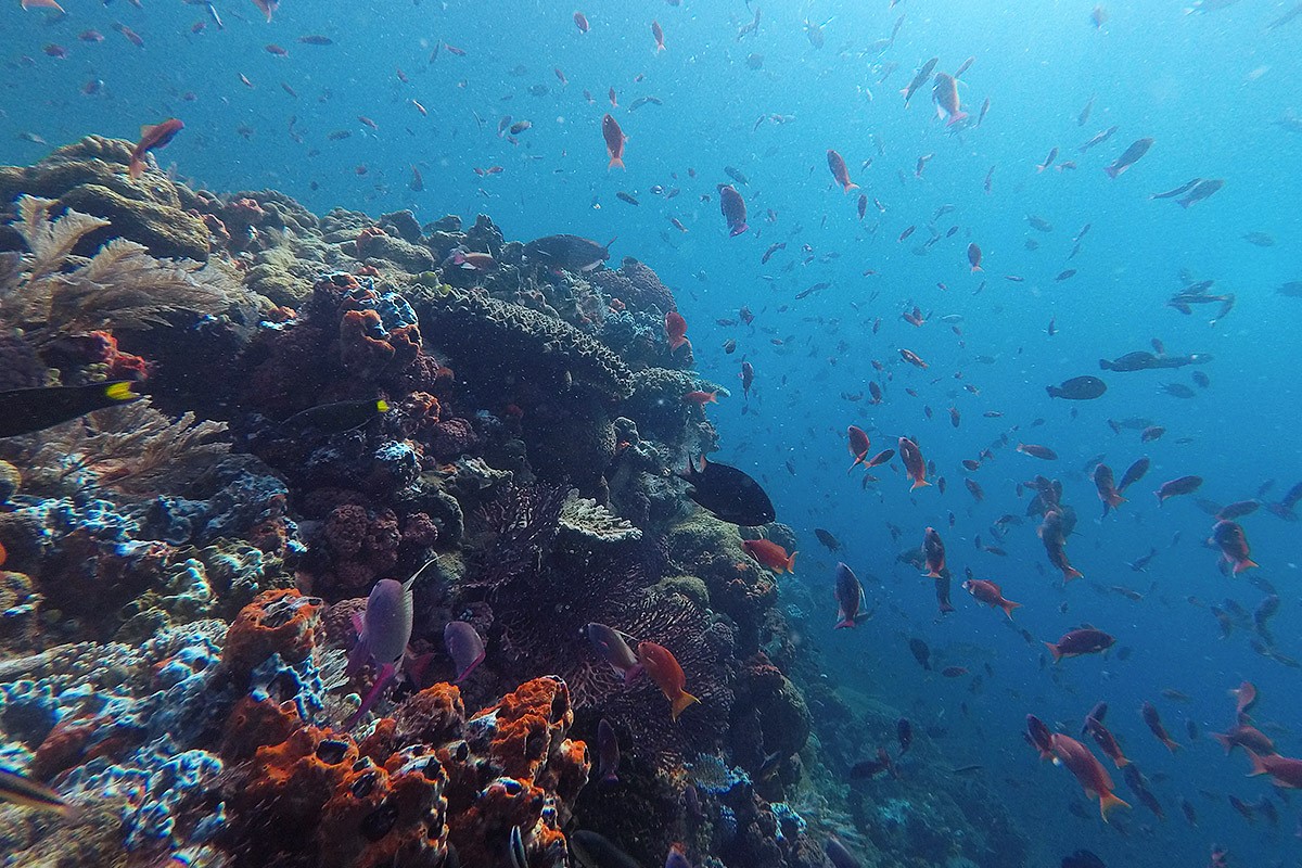 Indonesia - Underwater - Reef - Fish