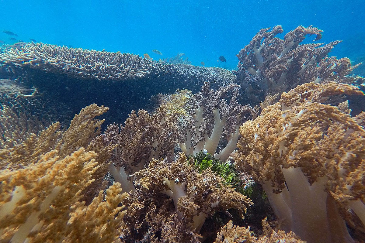 Indonesia - Underwater - Reef - Fish