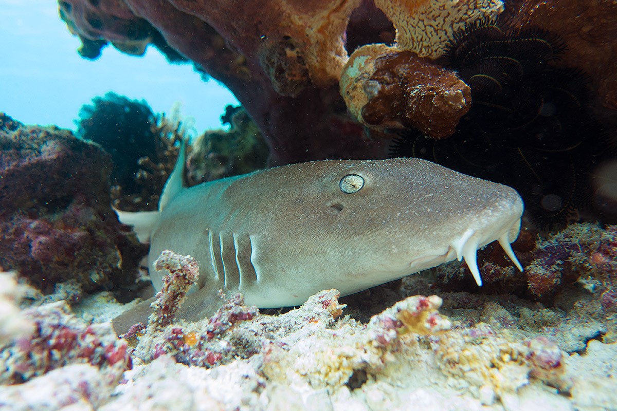 Indonesia - Underwater - Reef - Fish