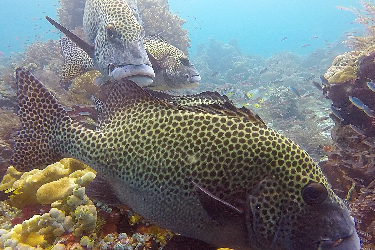 Indonesia - Underwater - Reef - Fish