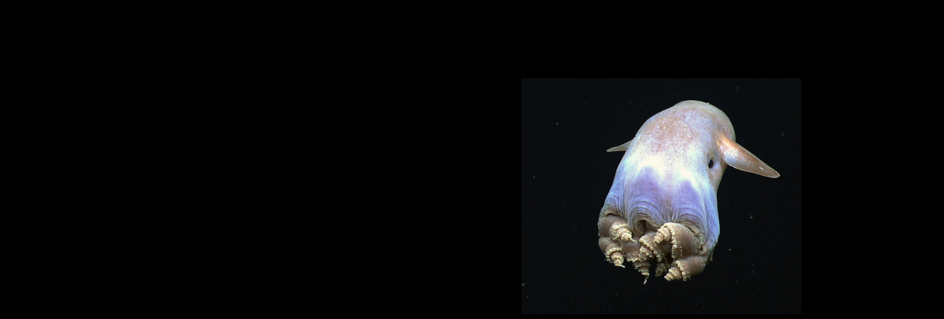 Five Deep Sea Creatures that will Blow Your Mind