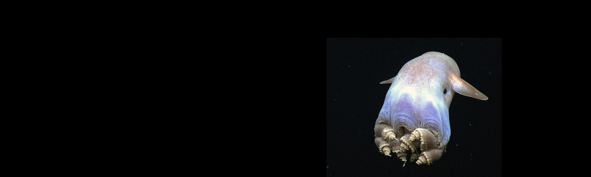Five Deep Sea Creatures that will Blow Your Mind