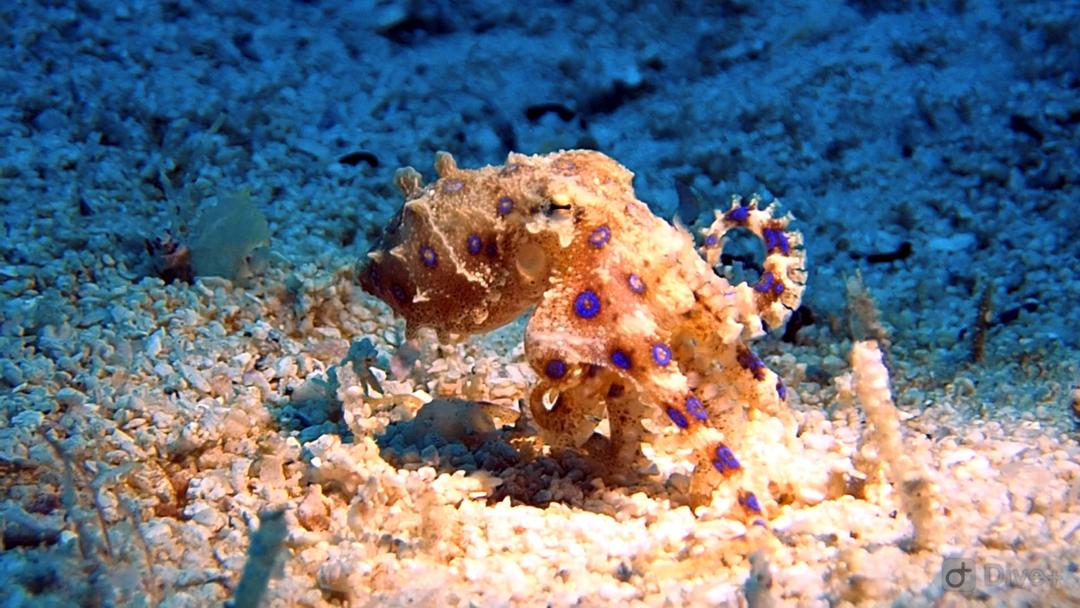 Octopus - Blue Ringed - Underwater