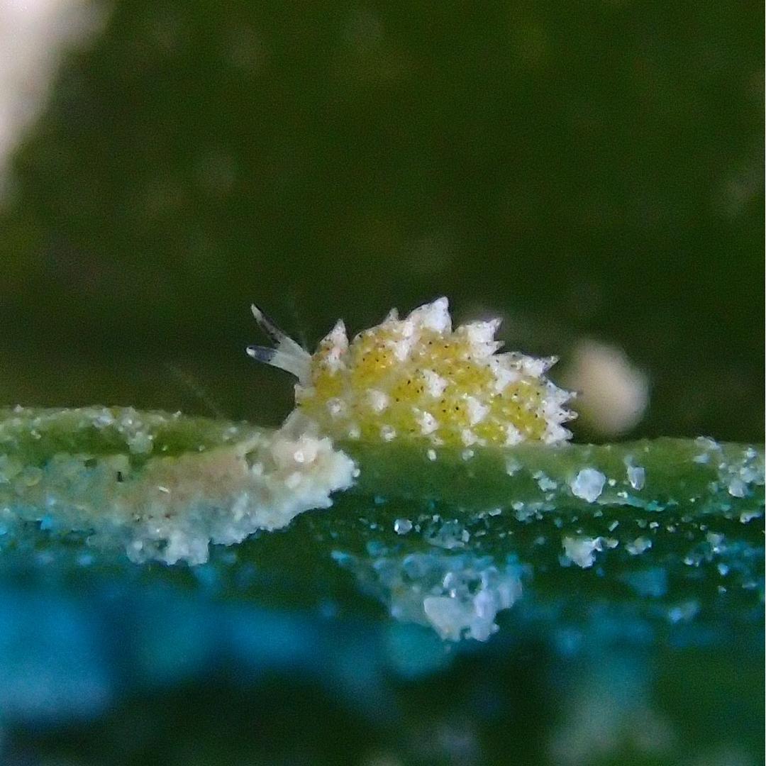 Nudibranch - Malaysia - Underwater
