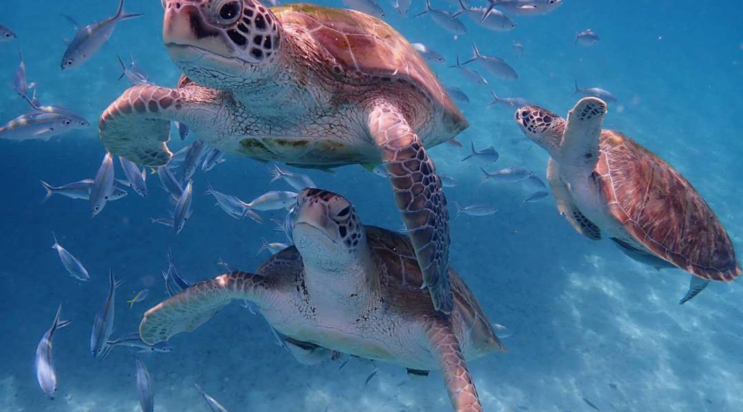 Nearby Kuala Lumpur, Redang Island Is a Must Dive