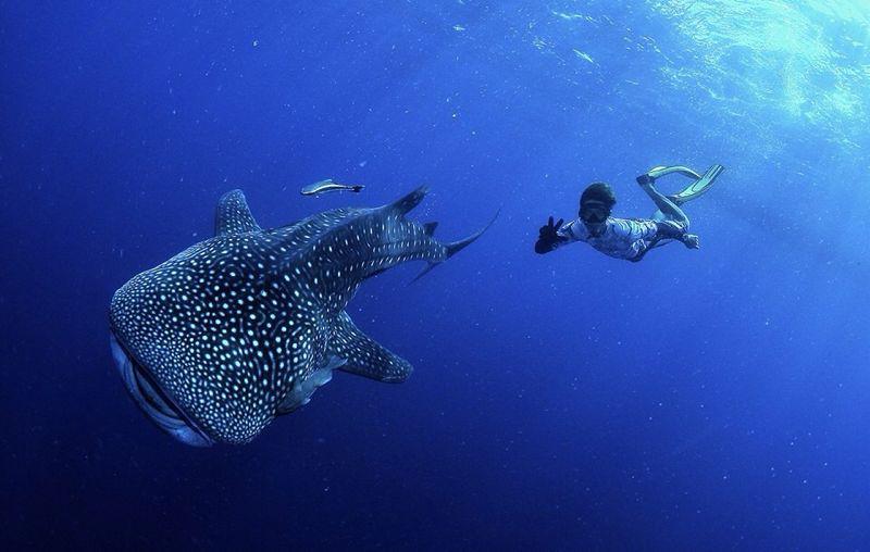 Whale Shark - Diving - Malaysia
