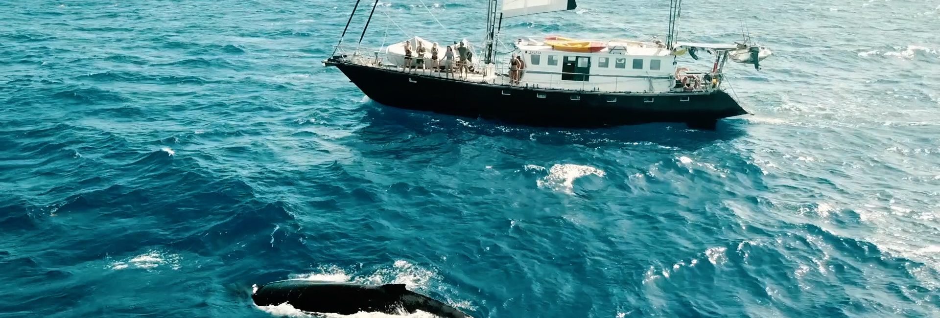 Sailing and Diving the World with Expedition Drenched