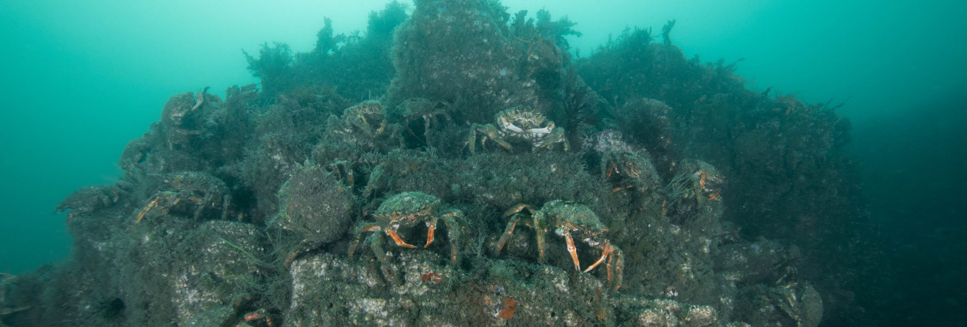 Our 5 Top Dive Sites in the UK by Ocean Exposure