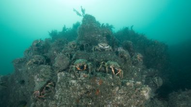 Martins Haven crabs