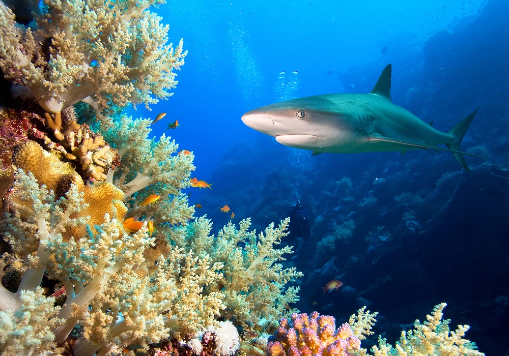 reef shark