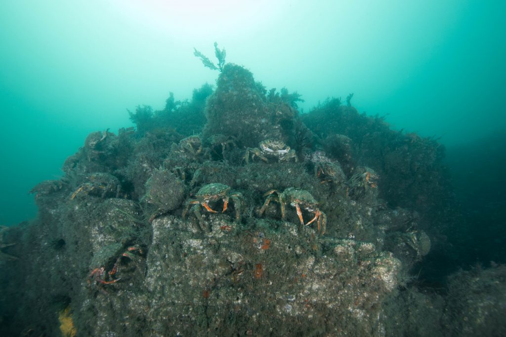 Spider crab migration, Martin's Haven (c) Ocean Exposure